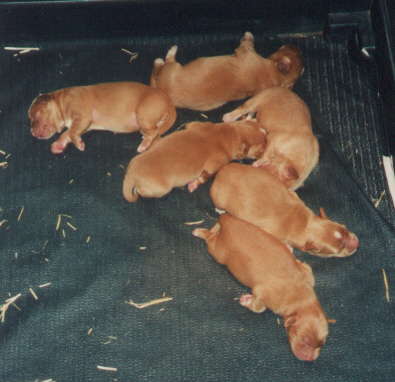 The litter at 4 days old!