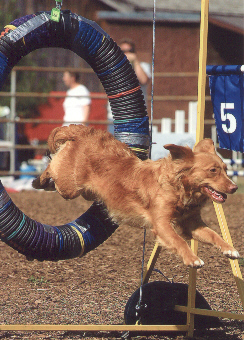 Cayenne jumping through the tire - June/02