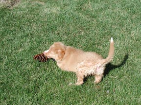 Parker playing with a pinecone, 13 weeks